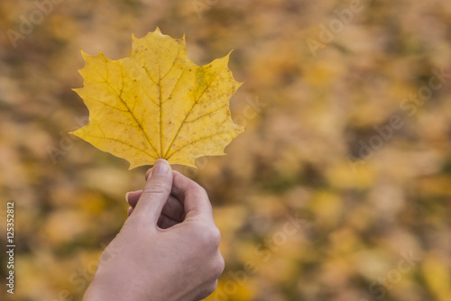  Girl holding maple leaf in autumn park. Hand holding yellow maple leaf