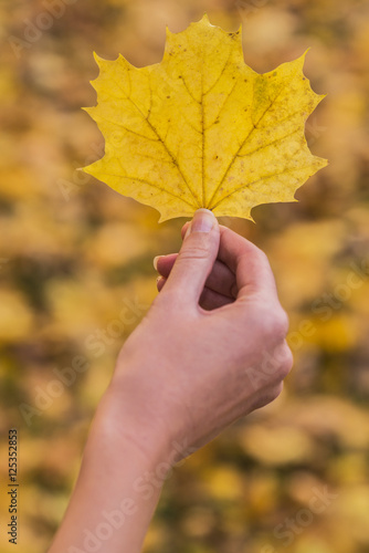 Woman hand is holding yellow maple leaf on an autumn yellow sunny