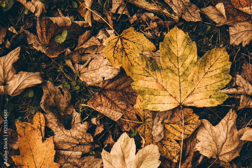 Dramatic sentimental and romantic autumn colors background Dramatic sentimental and romantic autumn colors background