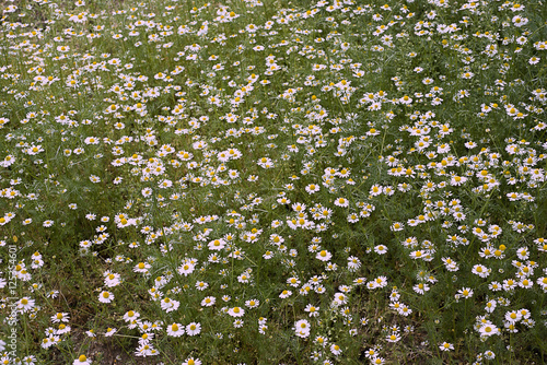 Chamomile flowers field wide background in sun light. Summer Daisies. Beautiful nature scene with blooming medical chamomilles. Alternative medicine. Camomile Spring flower meadow