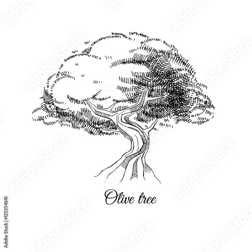 old olive tree, hand drawn vector ink sketch