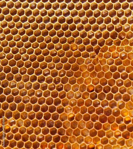 honeycomb with full cells