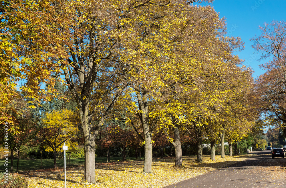 Naklejka premium Baumreihe