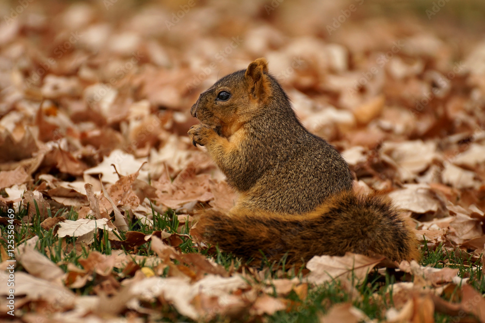 Hungriges Eichhörnchen Hungriges Eichhörnchen