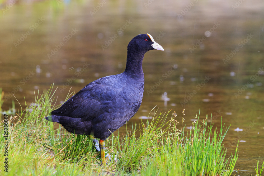 Black bird in a green grass under the rain Black bird in a green grass under the rain
