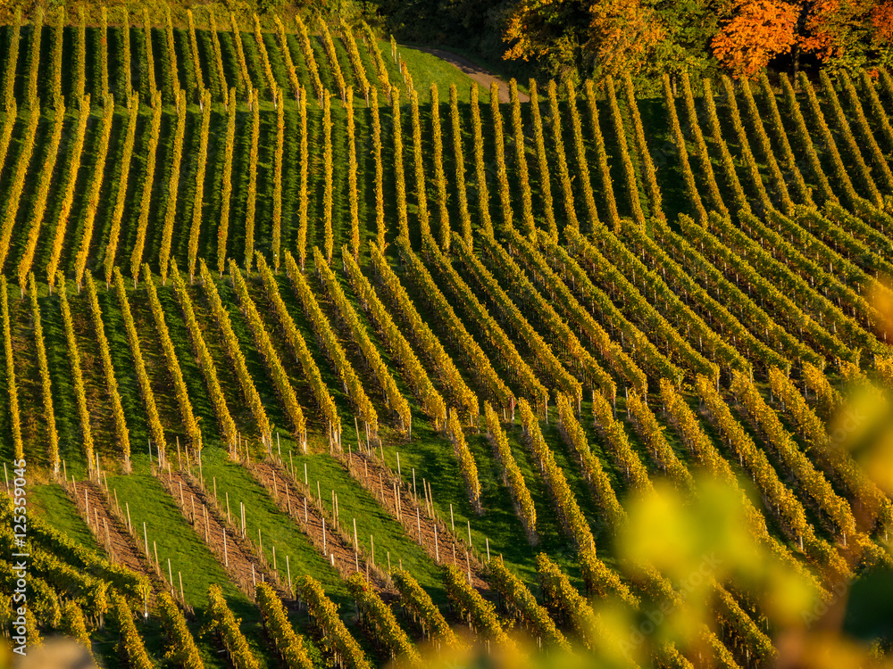 Fototapeta premium Weinberge im Herbst