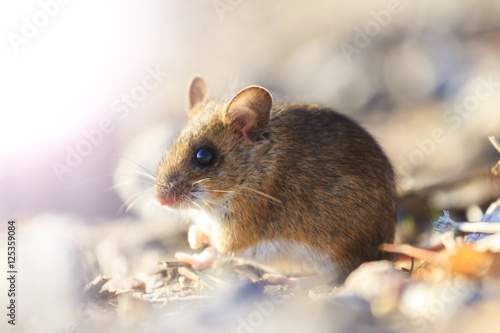 field mouse sitting among the rocks with sunny hotspot © drakuliren