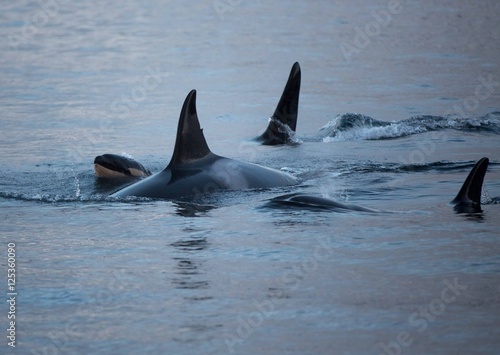 Family pod of orcas outside Tromvik