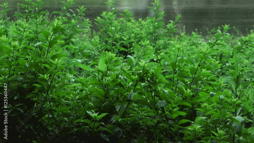 Rain shower over grass