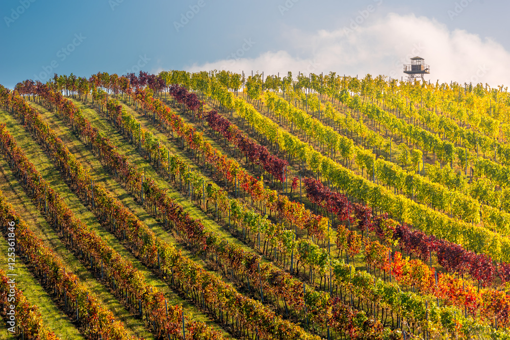 Panorama of colorful vineyard with lookout, Palava, Mikulov region, South Moravia, Czech Republic