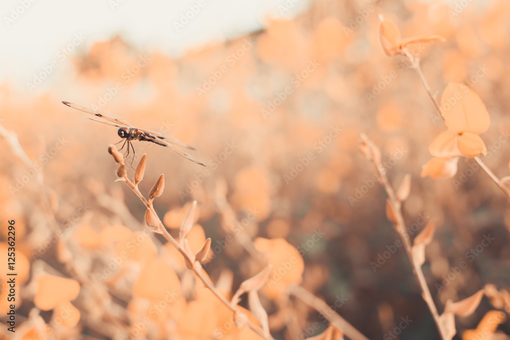 dragonfly and leaves in a fall season, sunset time dragonfly and leaves in a fall season, sunset time