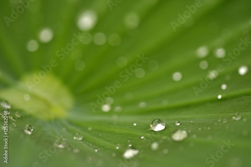 Water drop on lotus leaf in nature