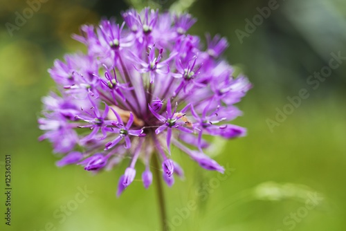 Globe thistle in flower bed - blur