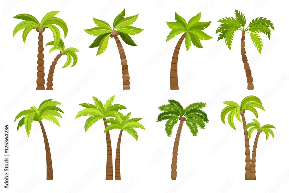 Naklejka premium Drzewka palmowe odizolowywający na białym tle. Piękne drzewo vectro palma zestaw ilustracji wektorowych