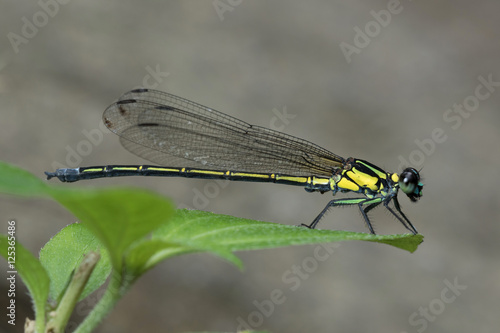 Dragonfly in Thailand and Southeast Asia. photo