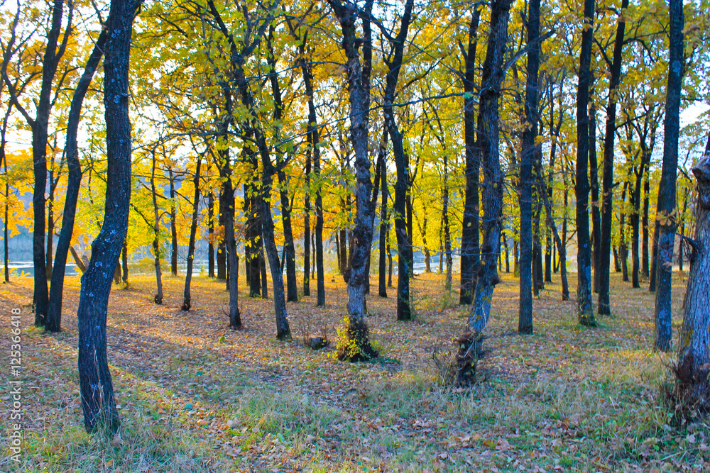 Fototapeta premium Oak forest on autumn