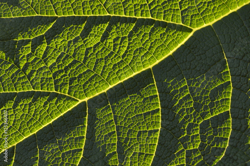 super macro shot of Green leaves