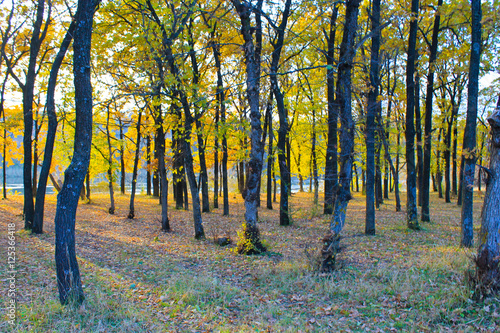 Oak forest on autumn