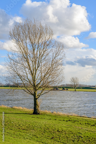 Tall leafless tree on the banks of a wide Dutch river. It's a sunny day with white clouds in the blue sky in the middle of the winter season in the Netherlands.