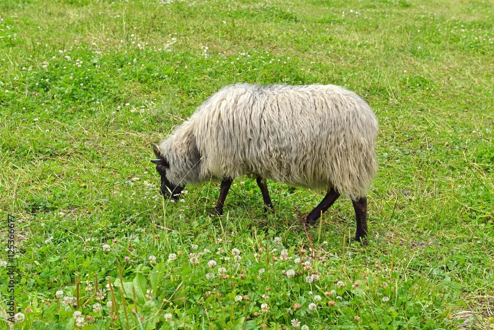 Old Norwegian sheep breed (Villsau) on field. Norway Old Norwegian sheep breed (Villsau) on field. Norway