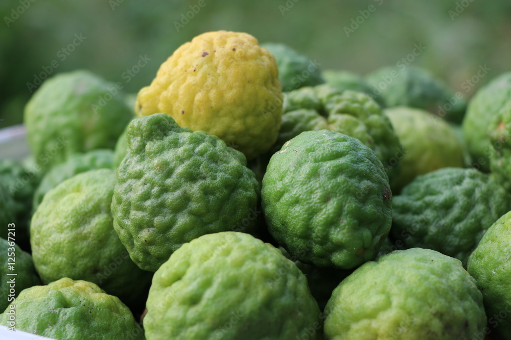 Green bergamot with out leave from the farm Green bergamot with out leave from the farm