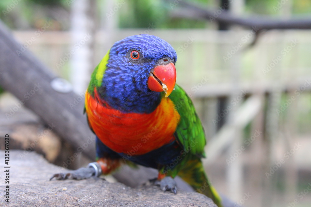 Oiseau du zoo de Martinique Stock Photo | Adobe Stock