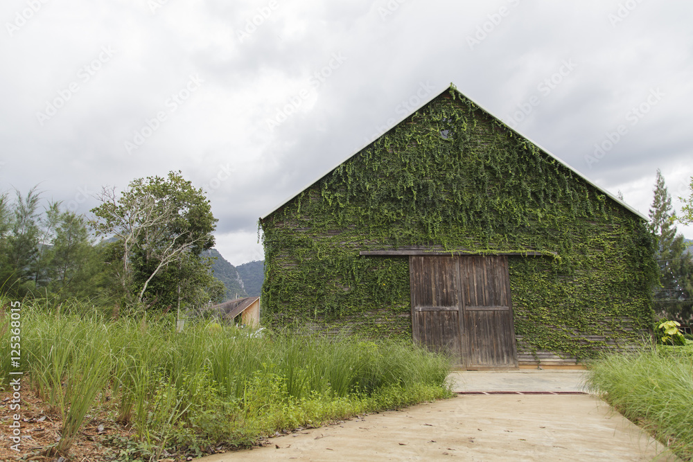 Ivy on the old house, Green leaves on the old wooden house Ivy on the old house, Green leaves on the old wooden house