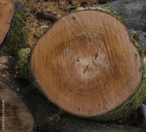 Recently cut tree trunk showing rings and saw marks