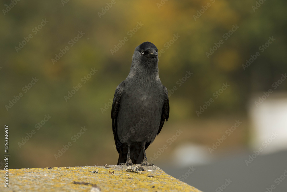 Fototapeta premium Ptak