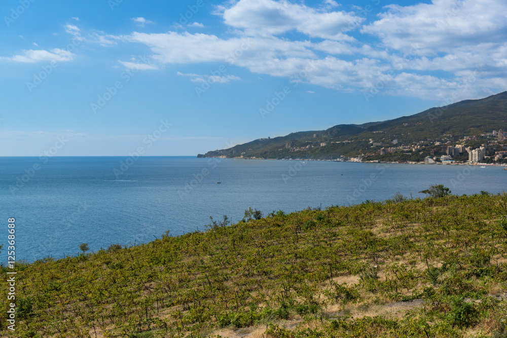 The vineyards on the coast near Yalta. Crimea, Russia