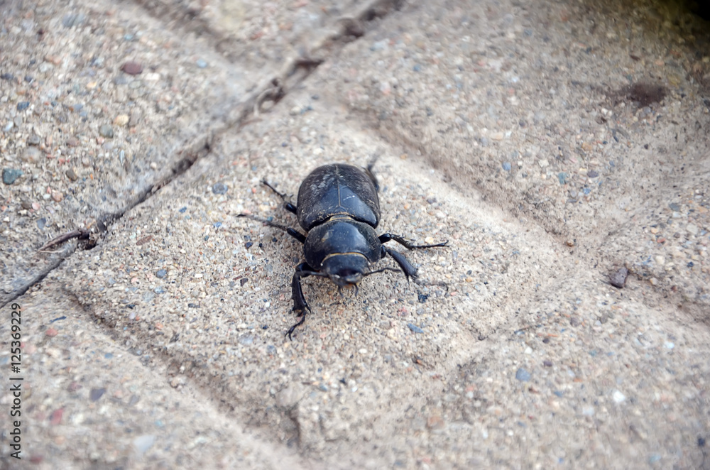 detail of walking big beetle concrete sidewalk photography detail of walking big beetle concrete sidewalk photography
