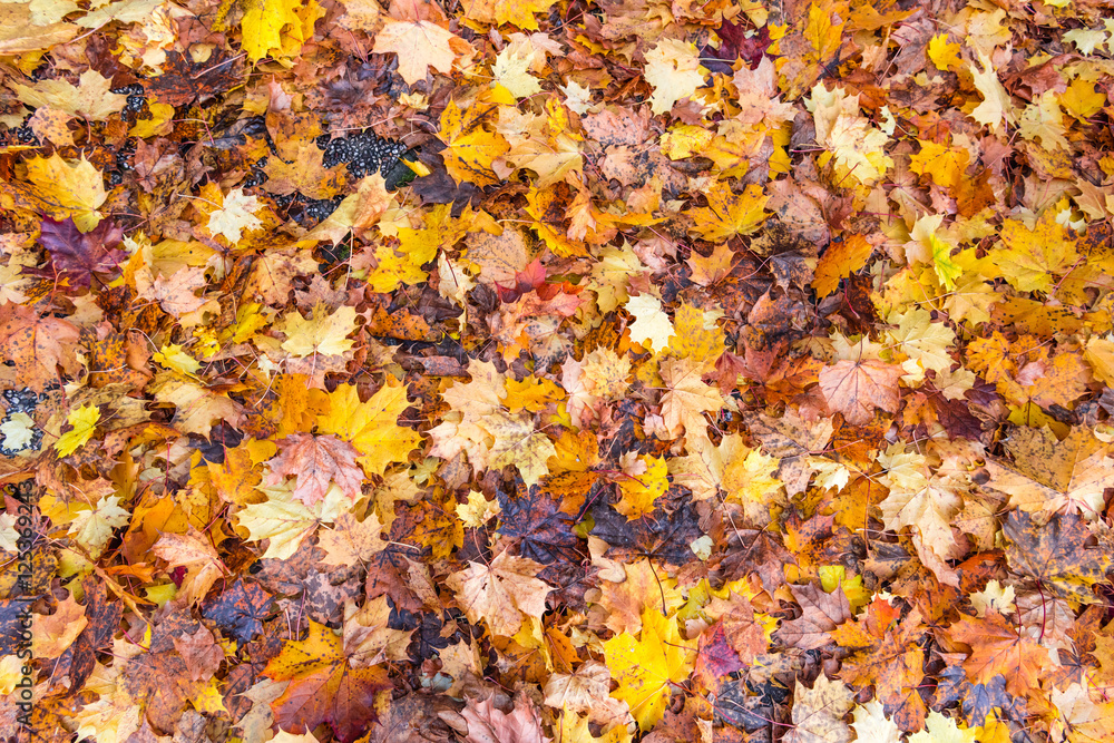 Red and Orange Autumn maple Leaves Background. Foliage in fall season Red and Orange Autumn maple Leaves Background. Foliage in fall season