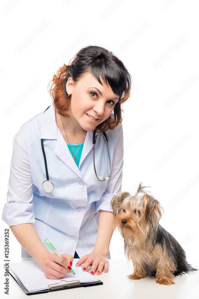 Woman veterinarian and patient Yorkshire terrier on a white back Woman veterinarian and patient Yorkshire terrier on a white back