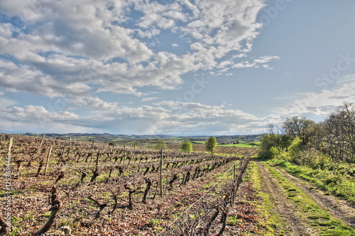 Vigne dans le Razès,France