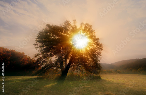autumn oak tree