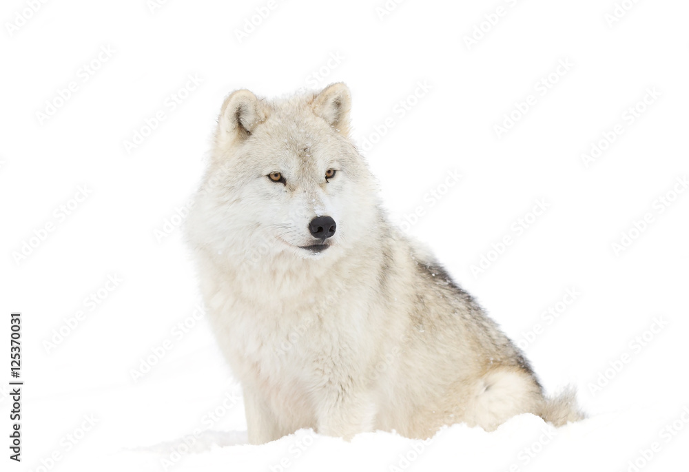 A lone Arctic wolf (Canis lupus arctos) isolated on white background closeup in the winter snow in Canada