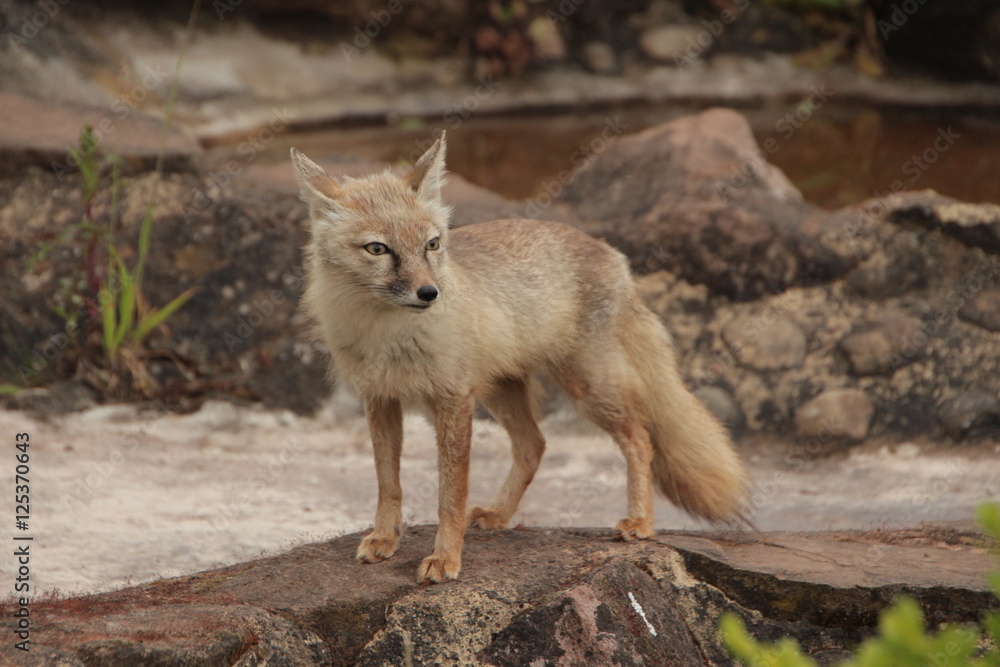 Obraz premium renard