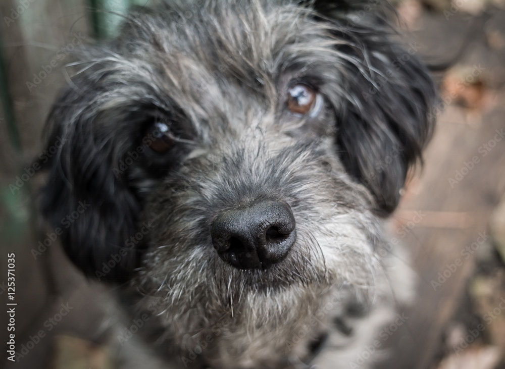 Sad old dog. Gray shaggy crossbreed. Nose close up.
