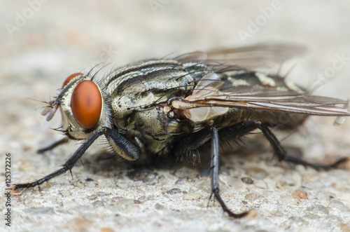 blow fly or carrion fly on concrete floor