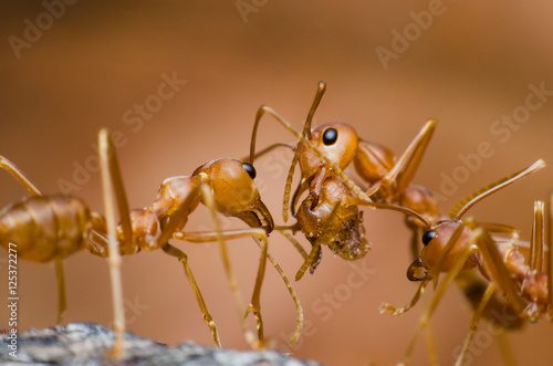 two red ants fight over the head red ant © thithawat