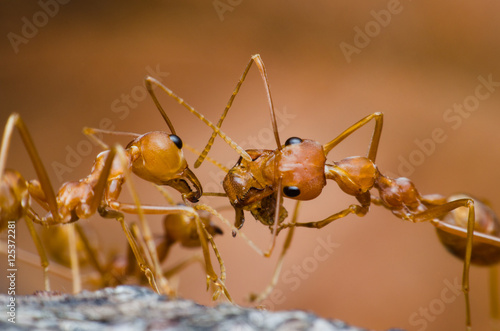 three red ants fight over the head red ant © thithawat