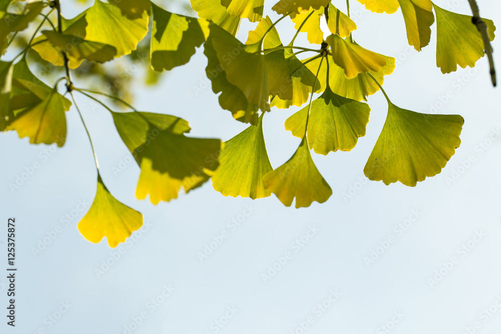 Obraz premium Autumnal ginkgo tree leaf background