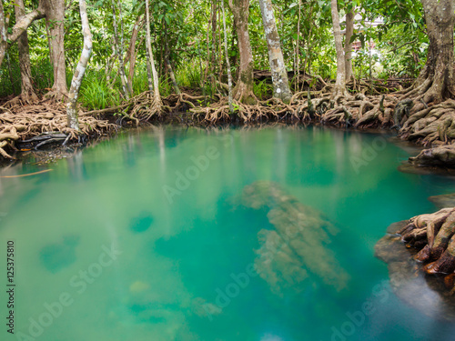 Green water lakes river waterfall with root tree at Tha Pom Klong Song Nam  Krabi  Thailand