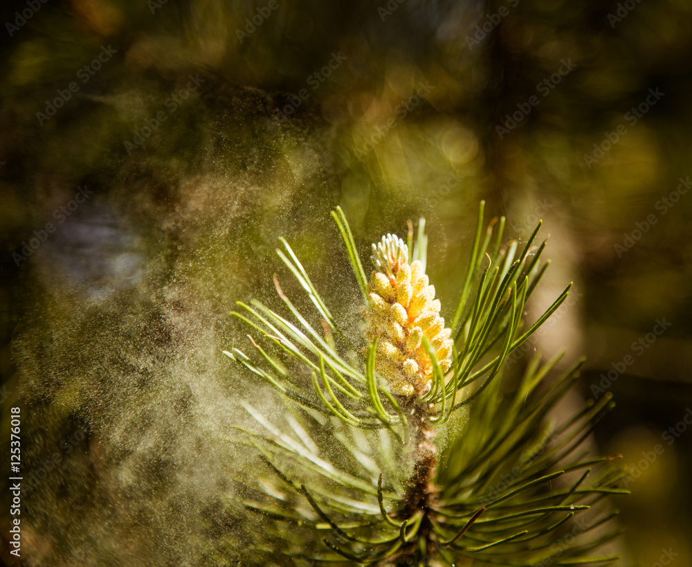 Pollen falling from the new pine blossom - obrazy, fototapety, plakaty 