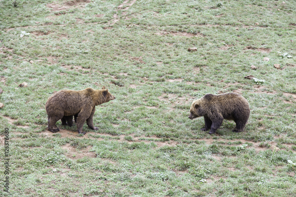 Bears in Zoo