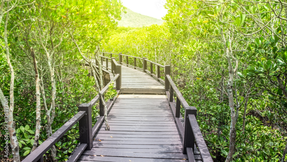 The wooden bridge among beautiful green forest to sunlight