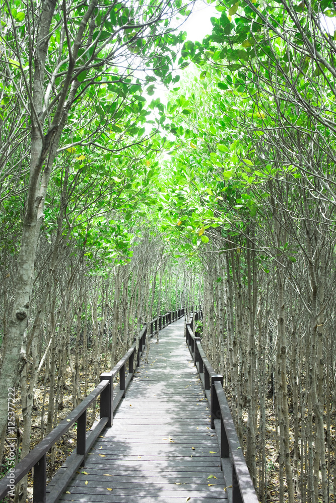 Obraz premium The wooden bridge among beautiful green forest