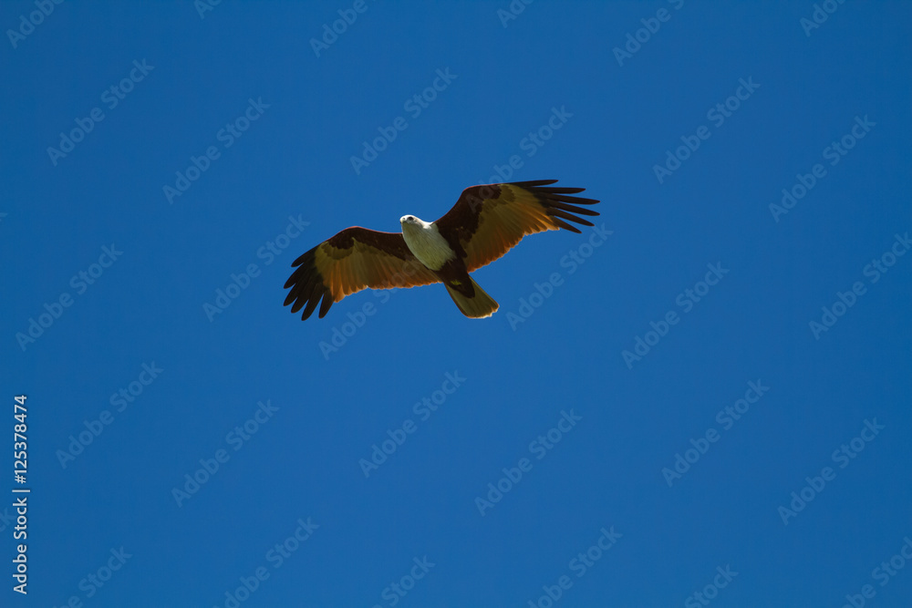 Obraz premium Brahminy Kite eagle