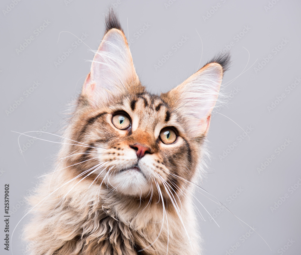 Portrait of domestic black tabby Maine Coon kitten - 5 months old. Close-up studio photo of funny striped kitty looking up. Cute young cat on grey background.