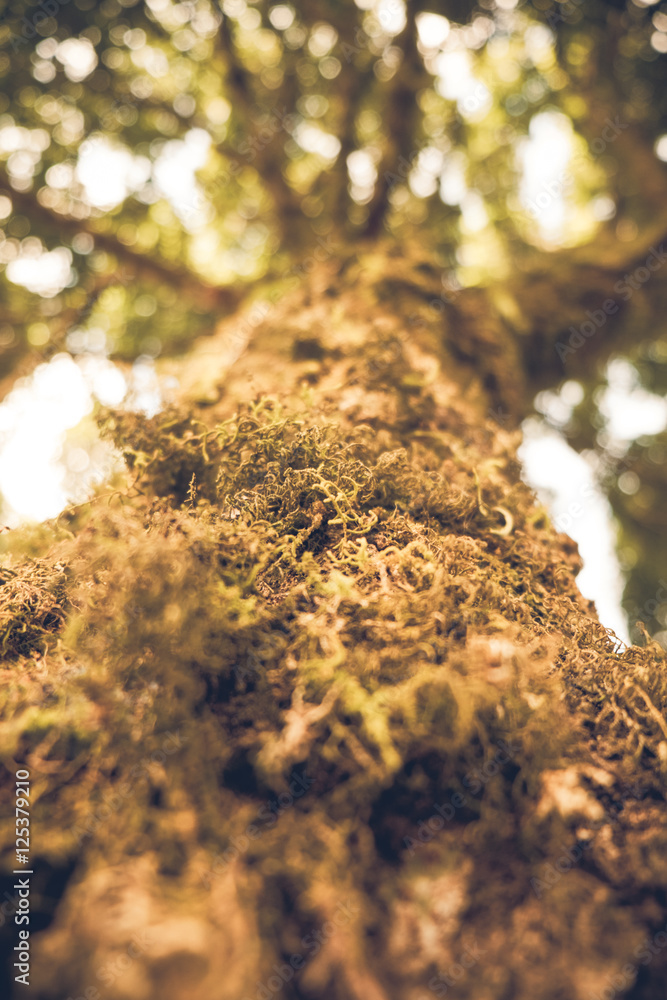 Fern on the old tree in the forest. Vinatge or retro tone. Fern on the old tree in the forest. Vinatge or retro tone.